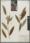Foto von Salix rigida Muhl.